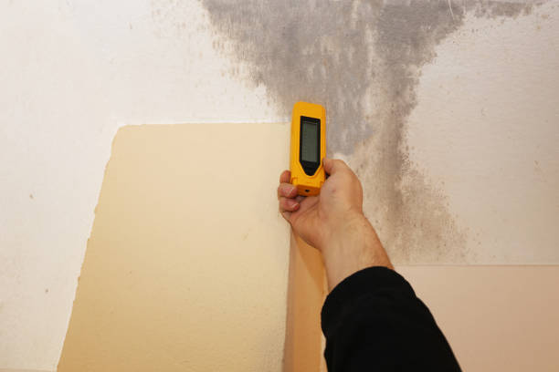 Best Black Mold Removal  in Oshkosh, WI